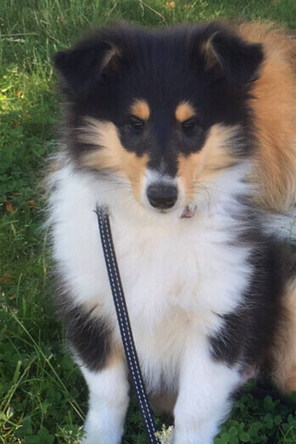Hund - Lnghrig collie flicka 
