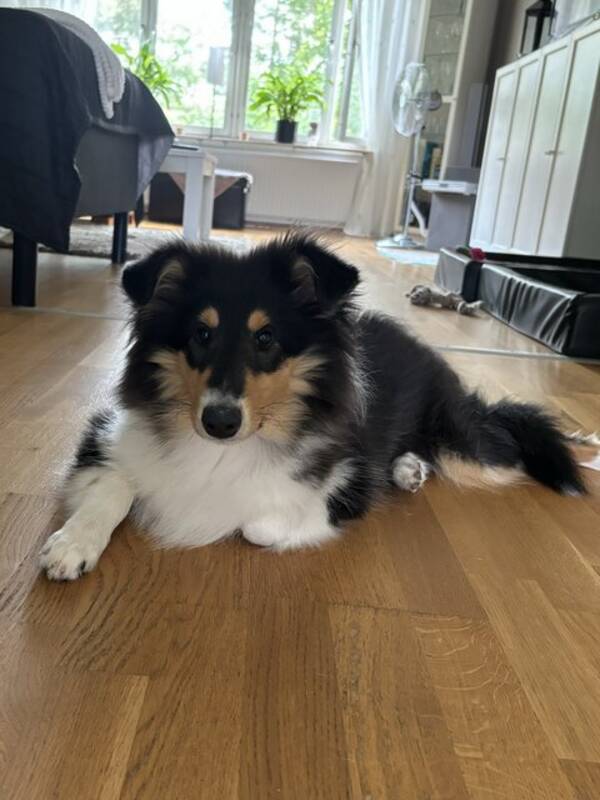 Hund - Lnghrig collie flicka 