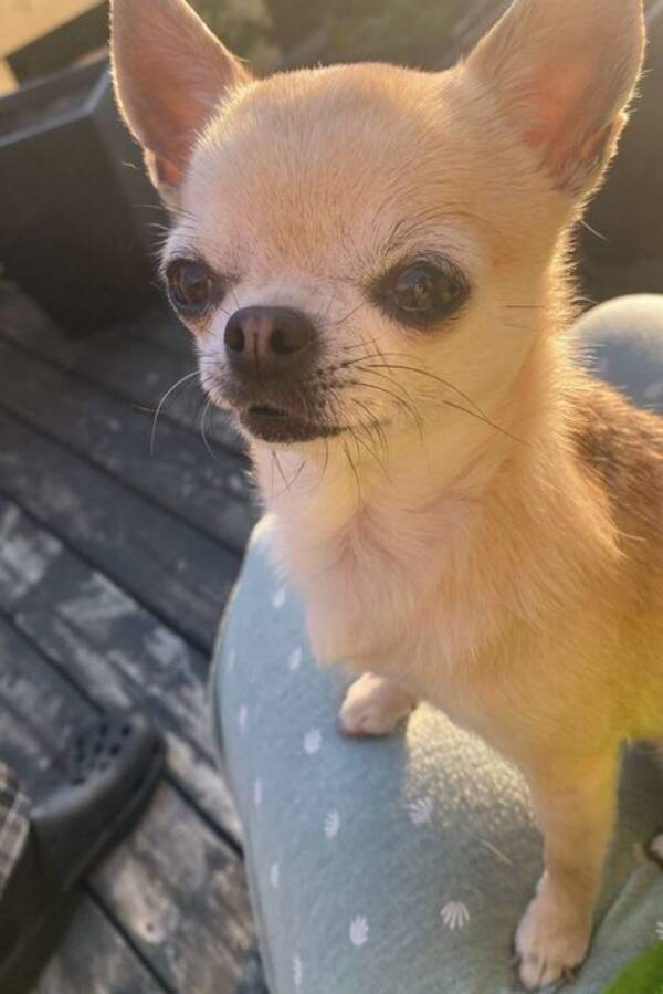 Hund - Chihuahua