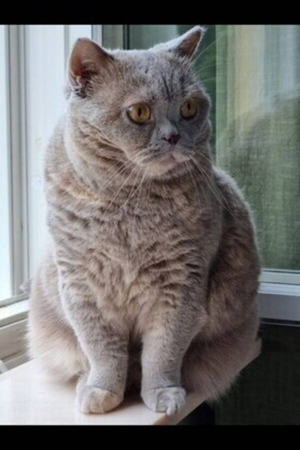 Katt - Elis Katt - Elis
