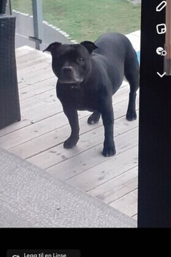 Hund - Eng staff ninja Hund - Eng staff ninja