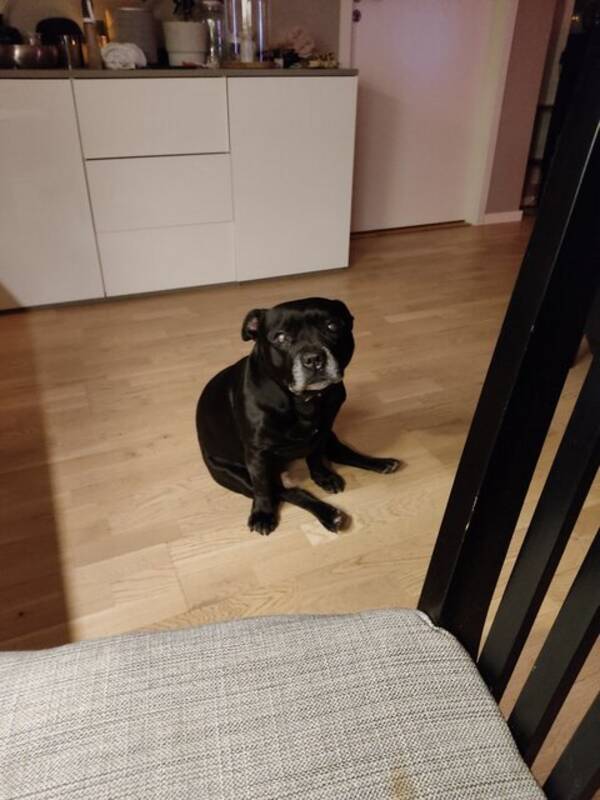 Hund - Eng staff ninja Hund - Eng staff ninja