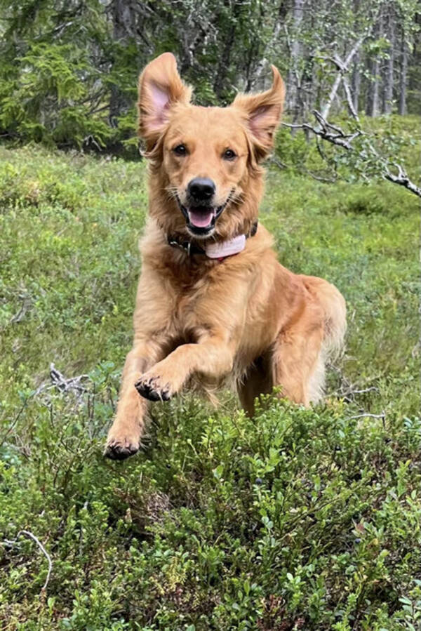 Hund - Golden retriever Daisy