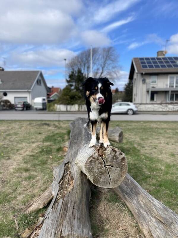 Hund - Bordercollien ?Coz?