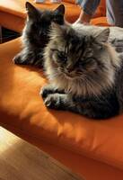 Kattene Cleo & Cleopatra Kattene Cleo & Cleopatra