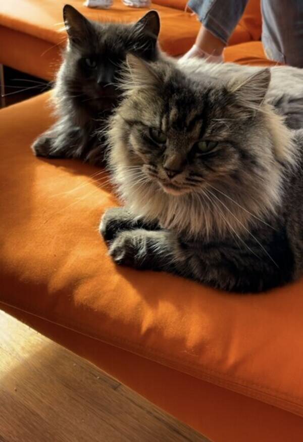 Katt - Kattene Cleo & Cleopatra Katt - Kattene Cleo & Cleopatra