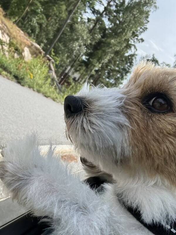 Hund - Gullig hund som ser ut som en ko 