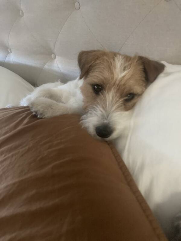 Hund - Gullig hund som ser ut som en ko 