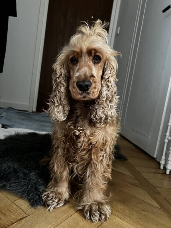 Hund - Engelsk Cocker Spaniel - Stella