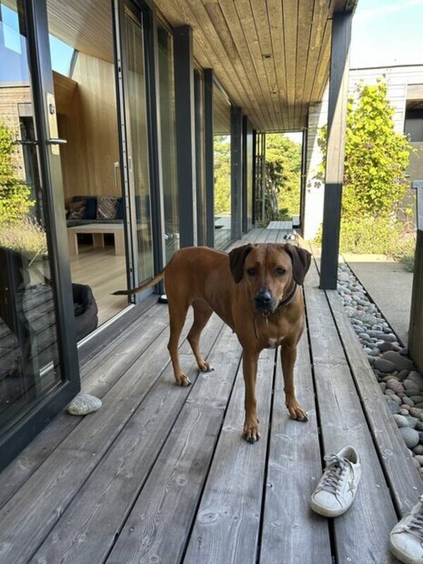 Hund - Ridgeback, bowie Hund - Ridgeback, bowie