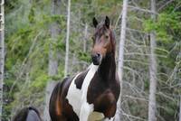 Rain - Hest Rain - Hest