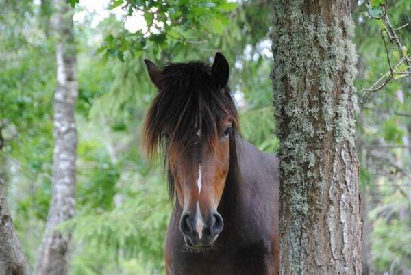 Annet - Rosa - hest