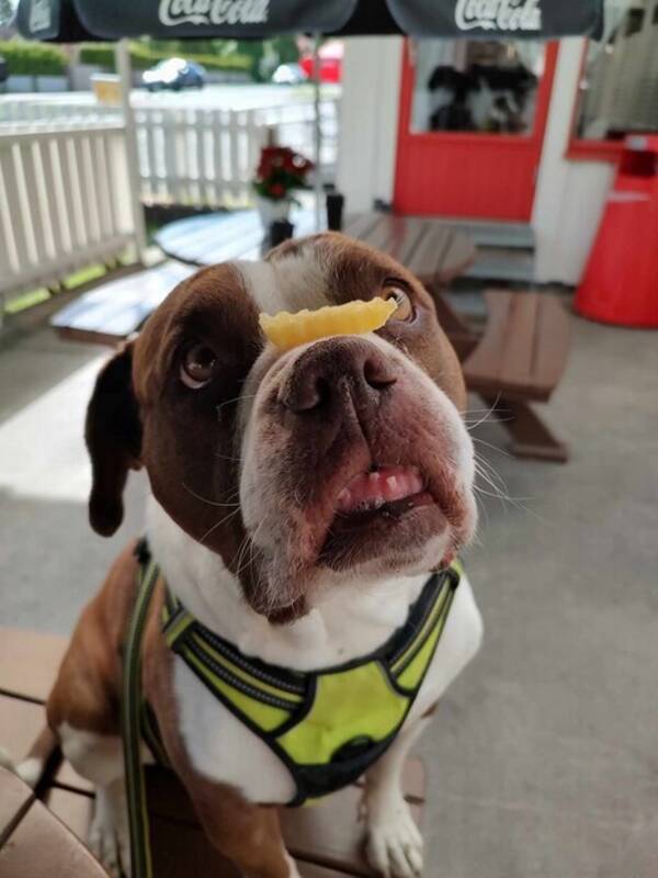 Hund - Sheba - hund Hund - Sheba - hund