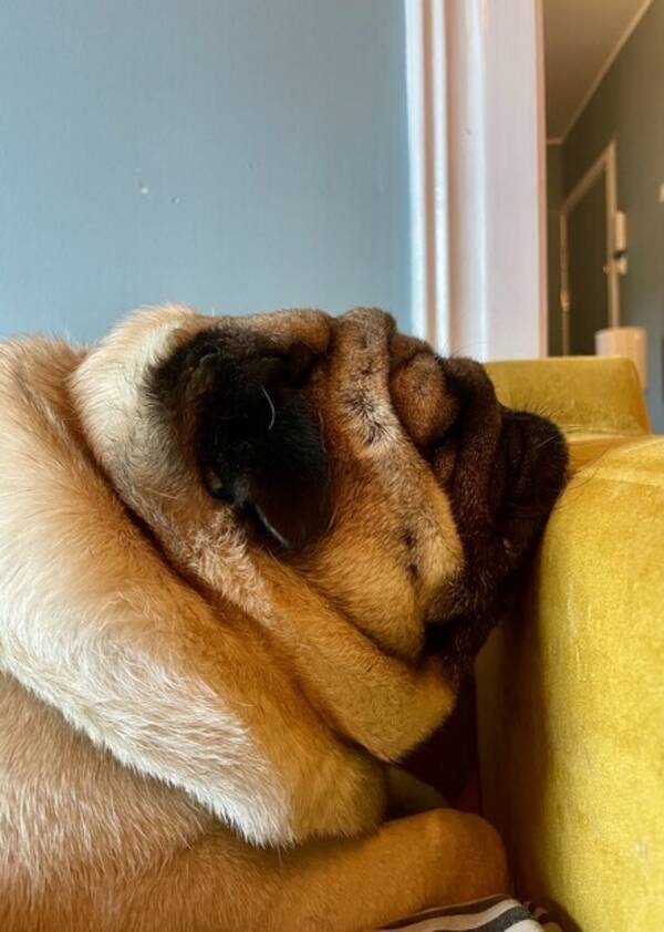 Hund - Mopsen Ludvuk Hund - Mopsen Ludvuk