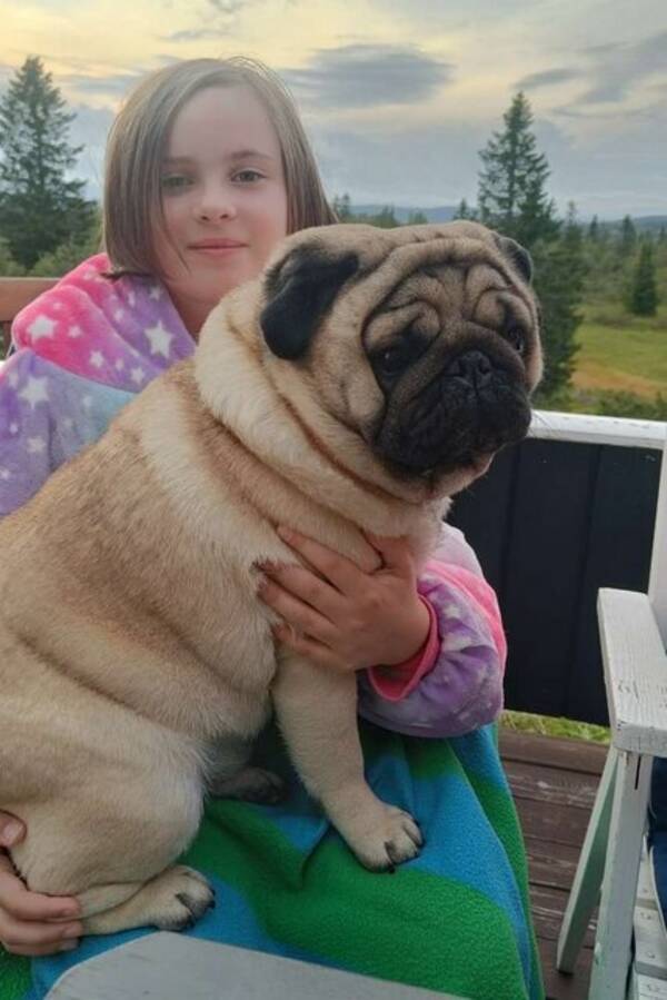 Hund - Mopsen Ludvuk Hund - Mopsen Ludvuk