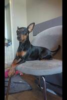 Bambi Lunala  Bambi Lunala