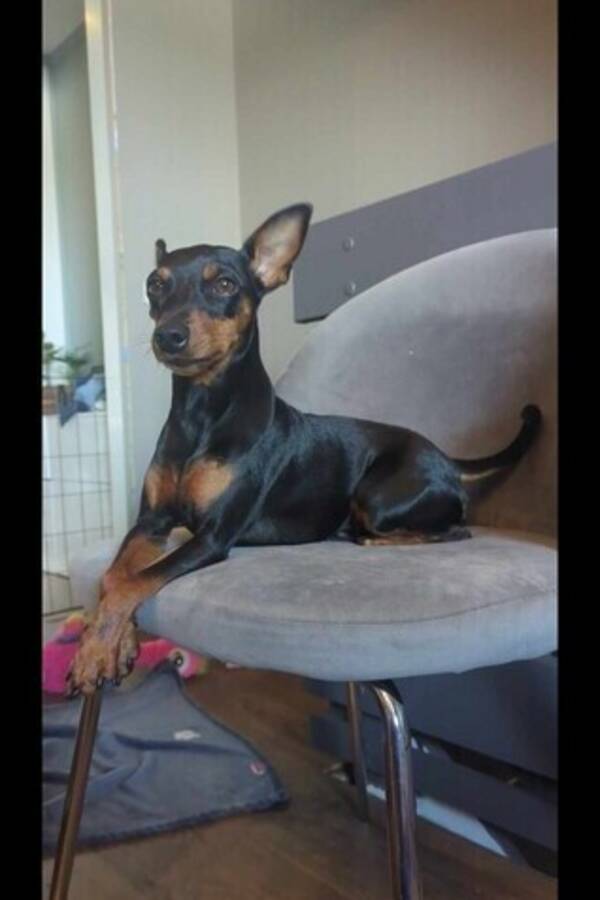 Hund - Bambi Lunala  Hund - Bambi Lunala