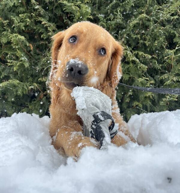 Hund - Golden retrievern Vivo