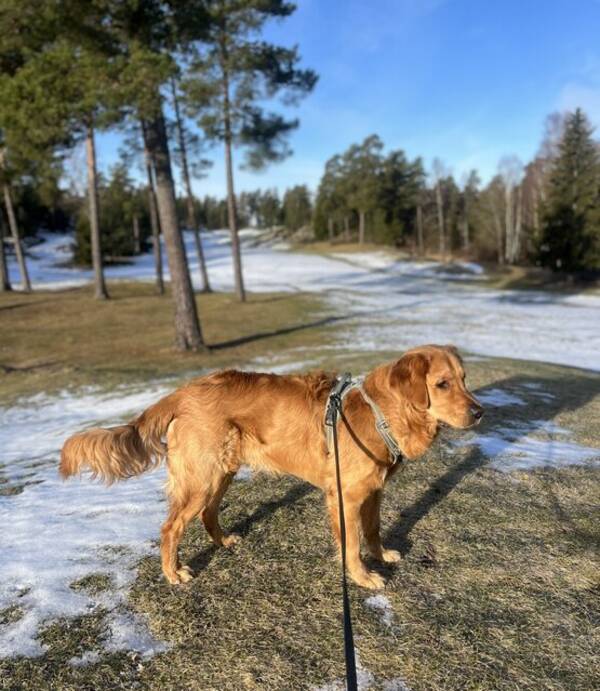 Hund - Golden retrievern Vivo