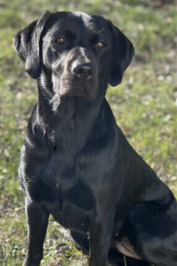 Hund - Labrador Nova