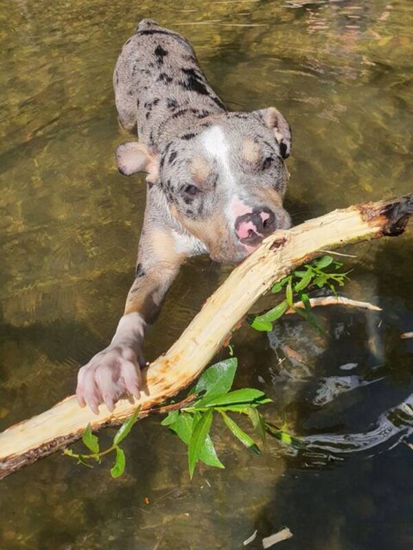 Hund - three colors merle American bully XL