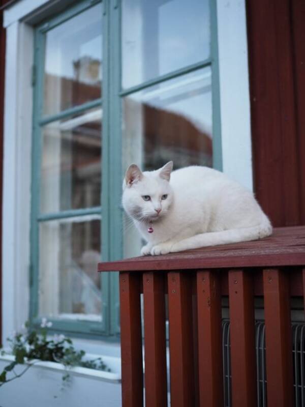 Hund - Katten Meya