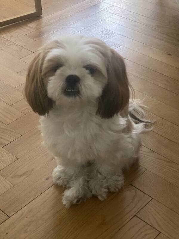 Hund - London-the sassy dog