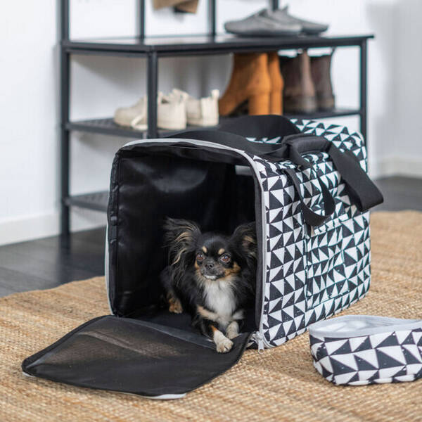 Hund - Chihuahua, Nova Hund - Chihuahua, Nova