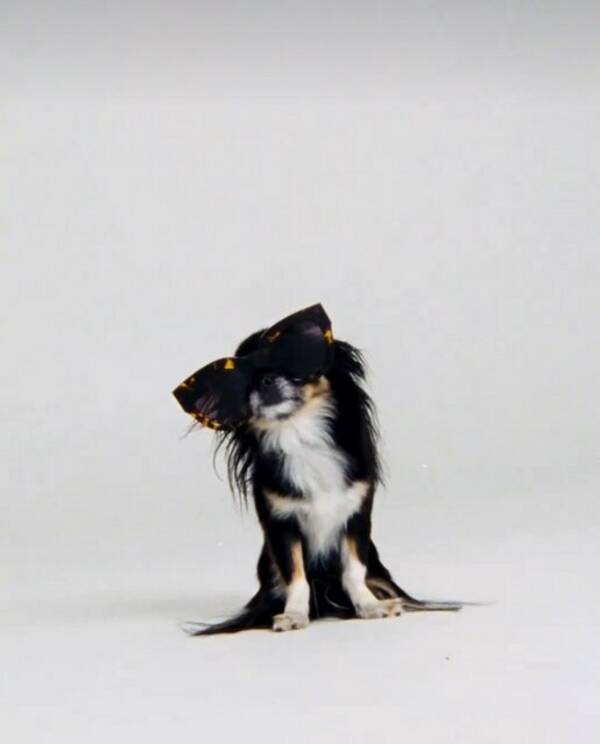 Hund - Chihuahua, Nova Hund - Chihuahua, Nova