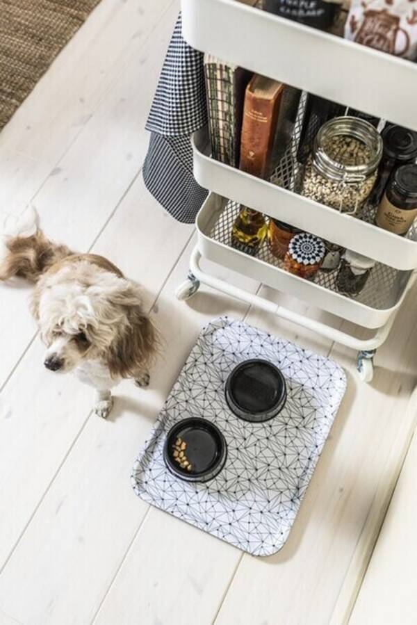 Hund - Blandras, Queenie  Hund - Blandras, Queenie