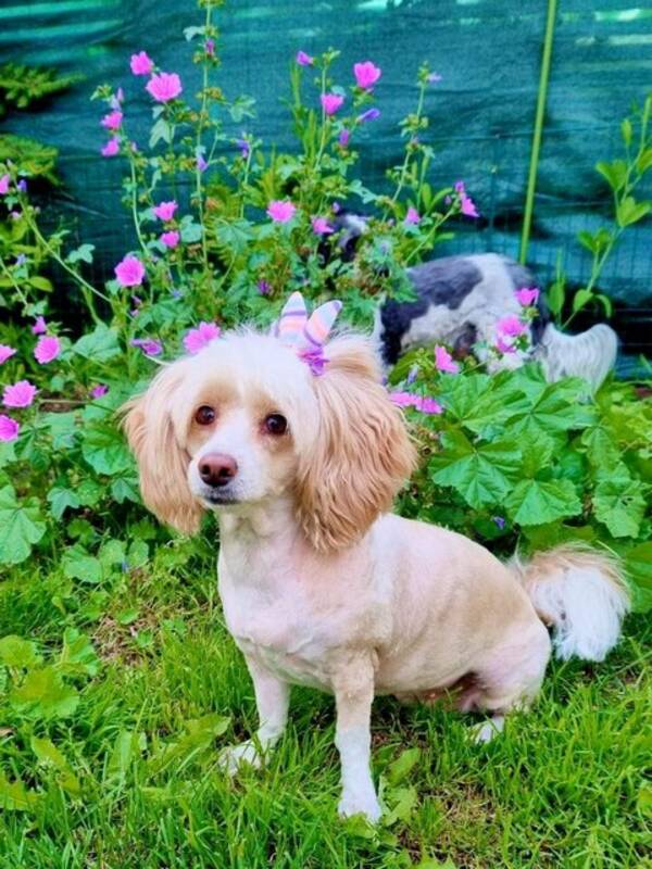 Hund - Blandras, Queenie  Hund - Blandras, Queenie