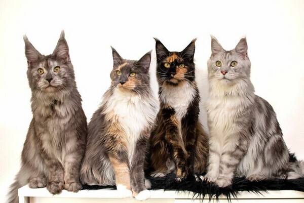 Katt - Maine coon, Bull, Zia, Gaia och Bill.