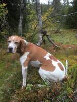 Lilli - Engelsk Pointer  Lilli - Engelsk Pointer