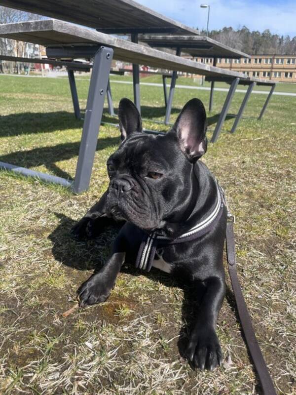 Hund - Milo, fransk bulldogg Hund - Milo, fransk bulldogg