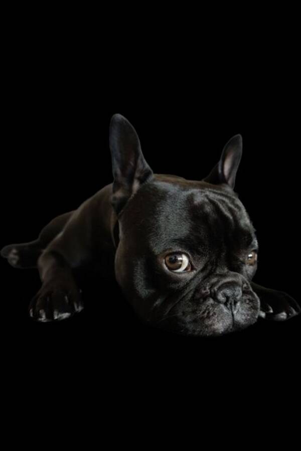 Hund - Milo, fransk bulldogg Hund - Milo, fransk bulldogg