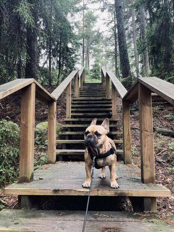 Hund - Frallan Charlie Hund - Frallan Charlie