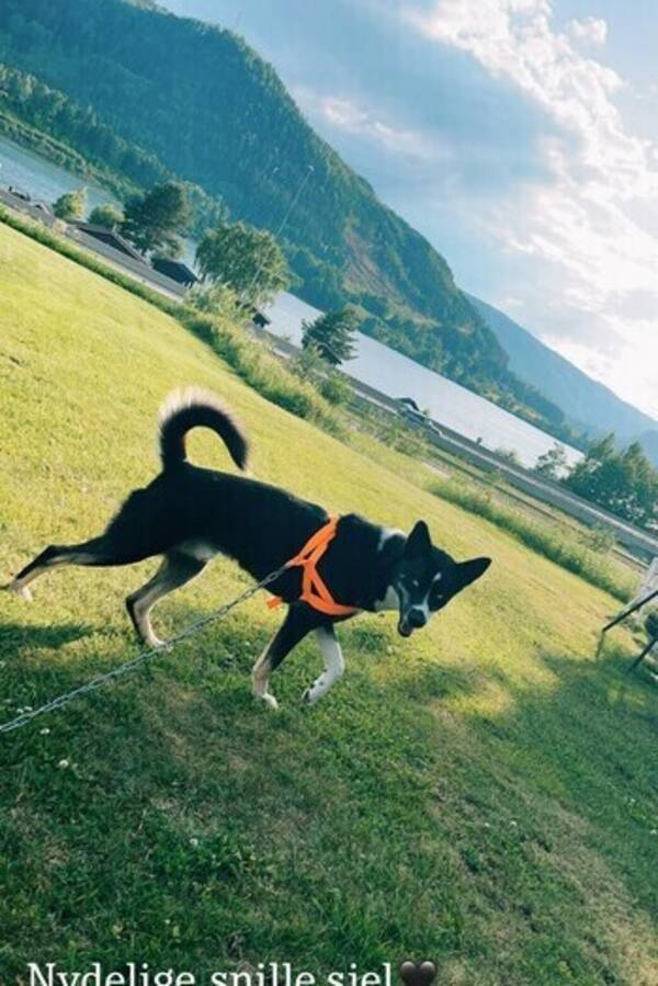 Hund - Alaska Husky Viljar