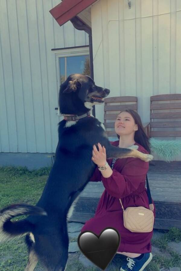 Hund - Alaska Husky Viljar Hund - Alaska Husky Viljar