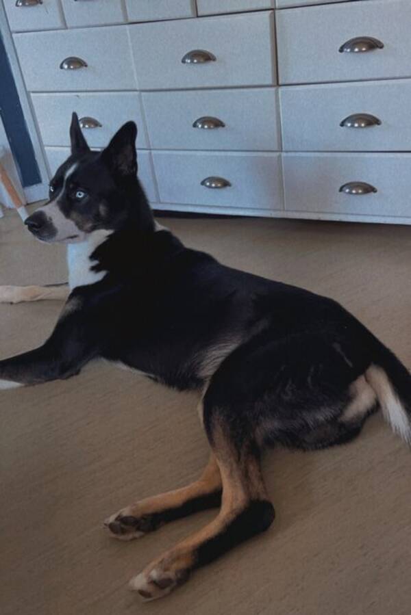 Hund - Alaska Husky Viljar Hund - Alaska Husky Viljar