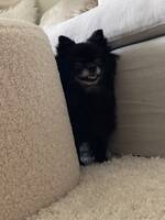PomChi PomChi