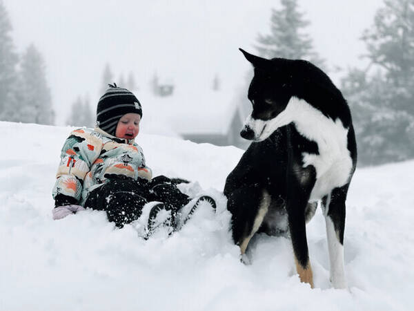 Hund - Alaska Husky Viljar 