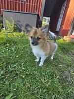 Papillon chihuahua 