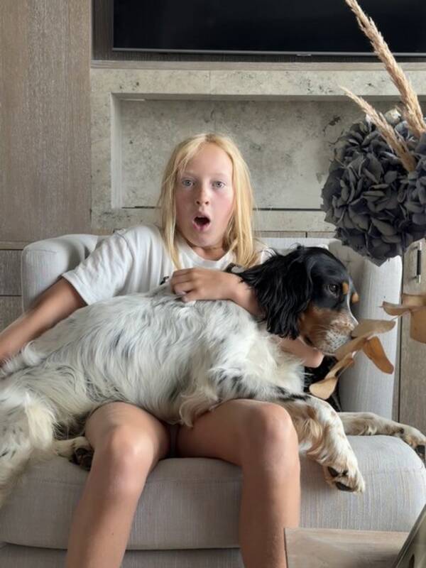 Hund - Engelsk Setter Hund - Engelsk Setter