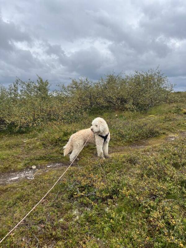 Hund - Labradoodlen Evert