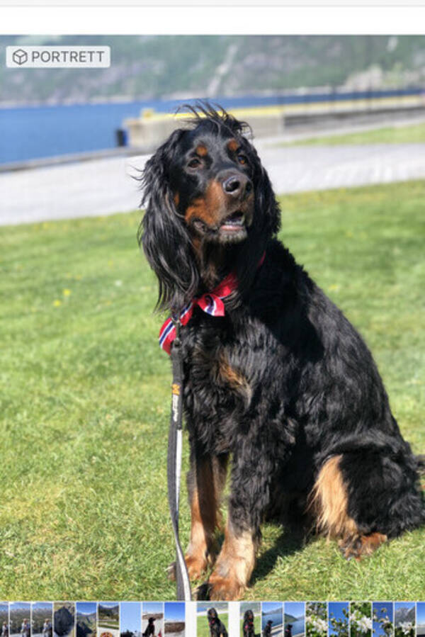 Hund - Gordon Setter Jæger Hund - Gordon Setter Jæger