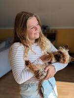 Yorkshire terrier toy (Milli) Yorkshire terrier toy (Milli)