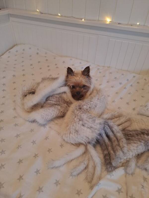 Hund - Yorkshire terrier toy (Milli) Hund - Yorkshire terrier toy (Milli)