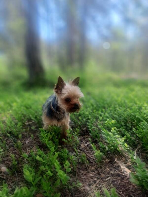 Hund - Yorkshire terrier toy (Milli)