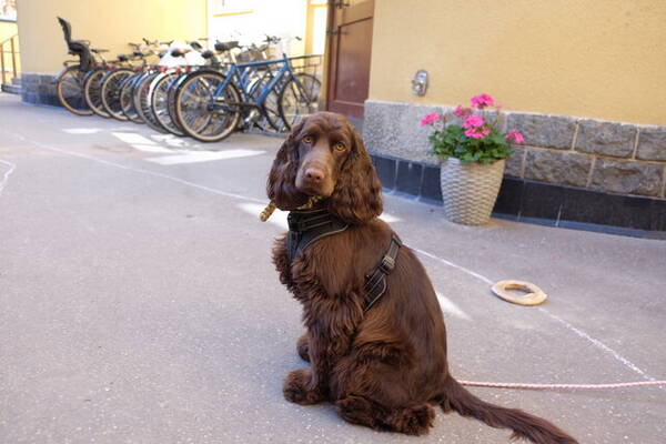 Hund - Ella cockerspaniel född 2 december 2023