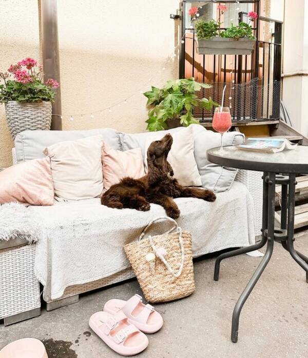 Hund - Ella cockerspaniel född 2 december 2023